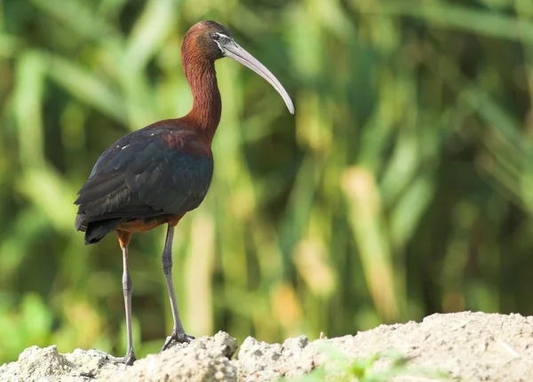 Ibis brillante (plegadis falcinellus ) —  Fotos de Stock