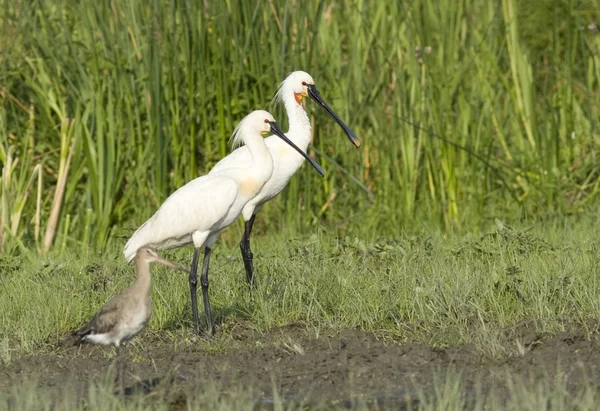 Евразийская ложка (Platalea leucorodia) — стоковое фото