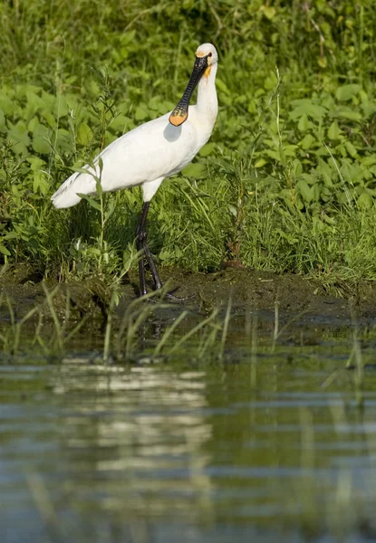 Евразийская ложка (Platalea leucorodia) — стоковое фото