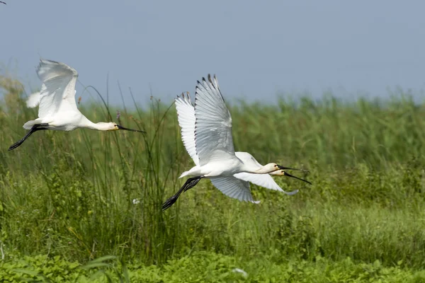 Eurasian Spoonbill (Platalea leucorodia) — Stock Photo, Image