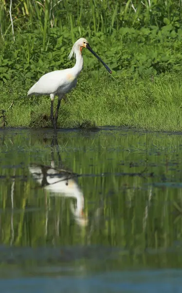 Евразийская ложка (Platalea leucorodia) — стоковое фото