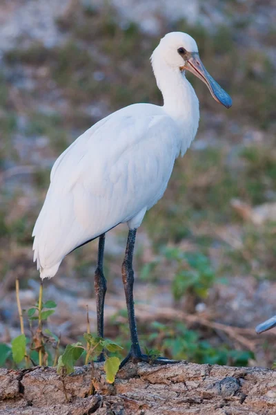 Cucchiaio eurasiatico (Platalea leucorodia) — Foto Stock