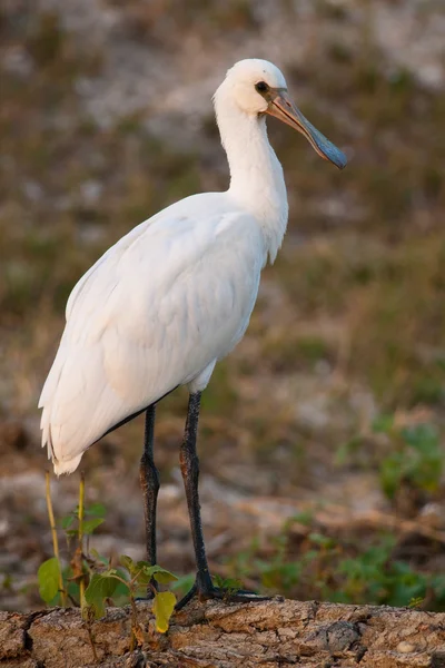 Espátula euroasiática (Platalea leucorodia) —  Fotos de Stock