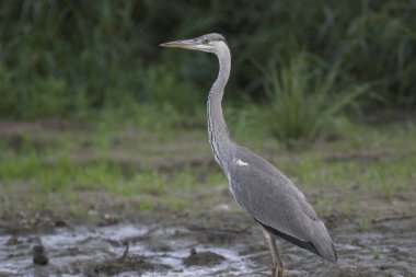 Gri Heron (Ardea cinerea)