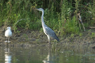 Gri Heron (Ardea cinerea)