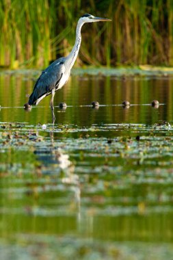 Gri Heron (Ardea cinerea)