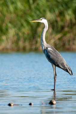 Gri Heron (Ardea cinerea)