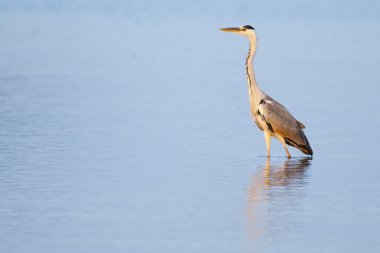 Gri Heron (Ardea cinerea)