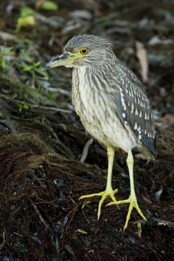 Siyah taç gece balıkçılı (Nycticorax nycticorax)