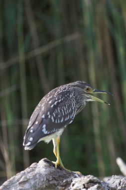 Siyah taç gece balıkçılı (Nycticorax nycticorax)