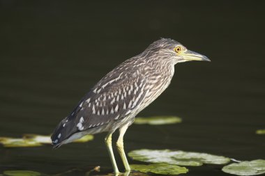 Siyah taç gece balıkçılı (Nycticorax nycticorax)