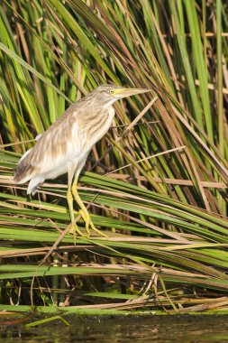 Alaca balıkçıl (Ardeola ralloides)
