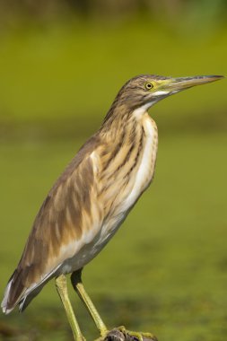 Alaca balıkçıl (Ardeola ralloides)