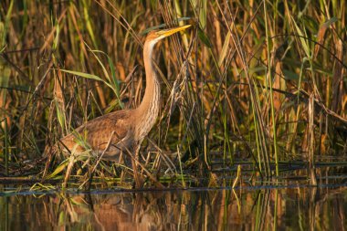 Mor balıkçıl (Ardea purpurea)
