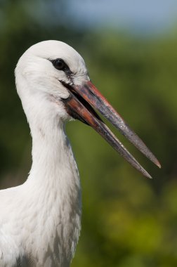 Beyaz leylek Juvenil