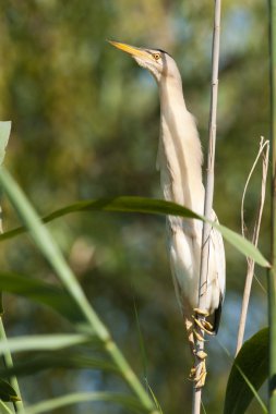 Küçük Balaban (Ixobrychus sylviella)