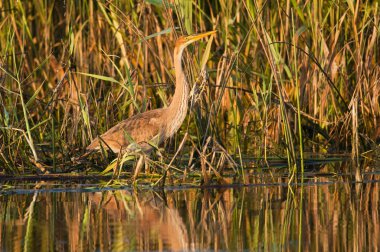 Purple Heron Juvenile