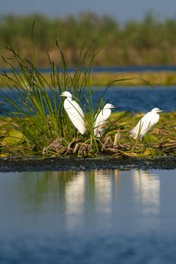 Nilüfer yapraklar üzerinde küçük ak balıkçıl