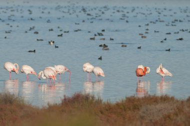 ebro Deltası'nda Flamingo