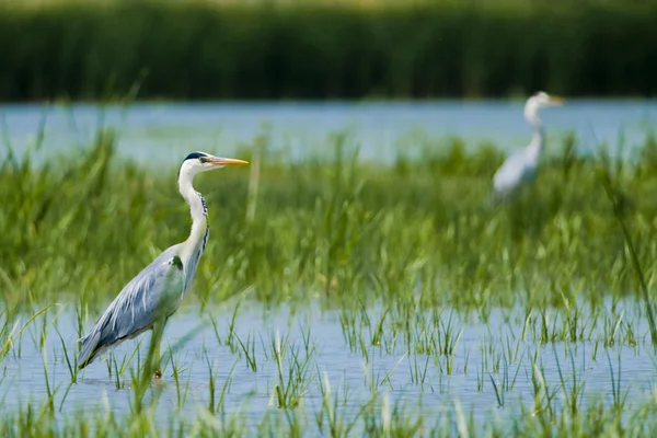 Czapla szara (Ardea cinerea)) — Zdjęcie stockowe