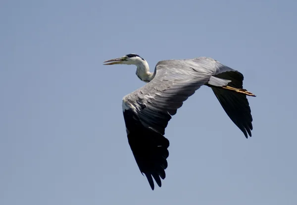 Grey Heron (Ardea cinerea) — Stock Photo, Image