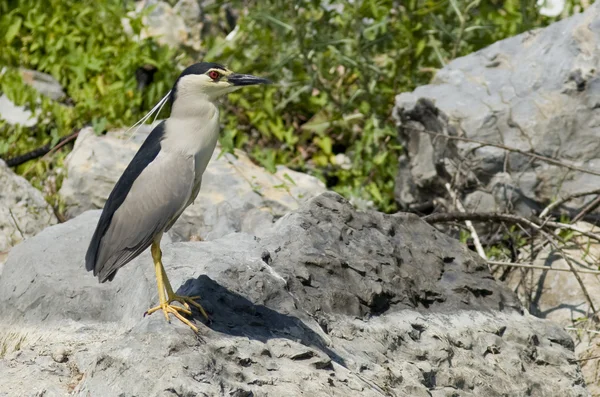 Чёрная коронная ночная цапля (Nycticorax nycticorax ) — стоковое фото