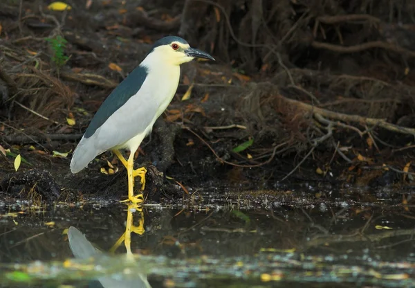 Airone notturno coronato nero (Nycticorax nycticorax ) — Foto Stock