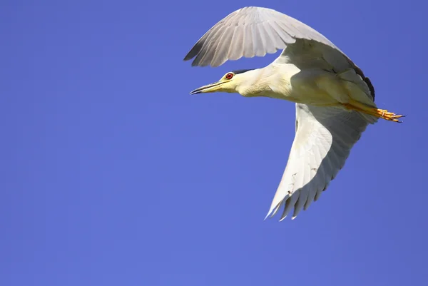 黒戴冠させた夜 Heron (Nycticorax nycticorax) — ストック写真