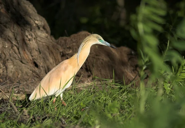 Squacco Heron (Ardeola ralloides) — Stock Photo, Image