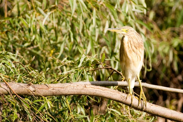 Garza de Squacco (Ardeola ralloides ) —  Fotos de Stock