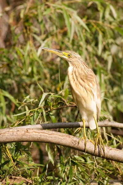 Squacco Heron (Ardeola rfelides) ) — стоковое фото