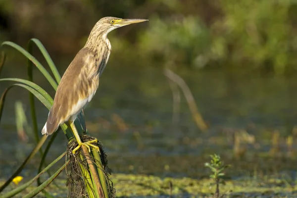 Squacco Heron (Ardeola ralloides) — Stock Photo, Image