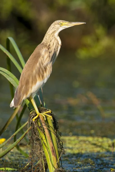 Squacco Heron (Ardeola ralloides) — Stockfoto