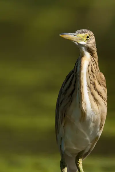 Squacco Heron (Ardeola ralloides) — Stockfoto