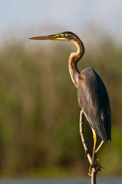 Garza púrpura (ardea purpurea ) — Foto de Stock