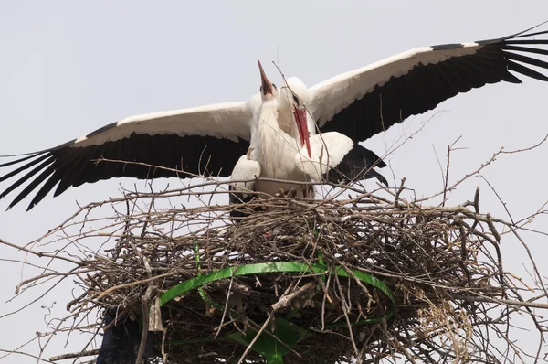 Witte ooievaar in het nest — Stockfoto