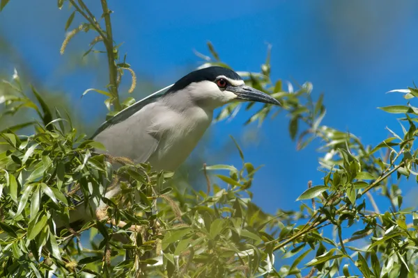 Night heron på ett träd — Stockfoto