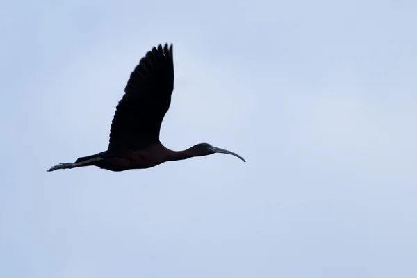 Glossy Ibis in flight — Stock Photo, Image