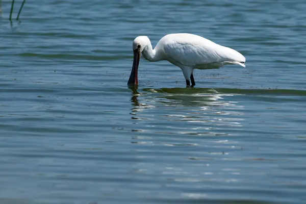 Eurasischer Löffler beim Füttern — Stockfoto