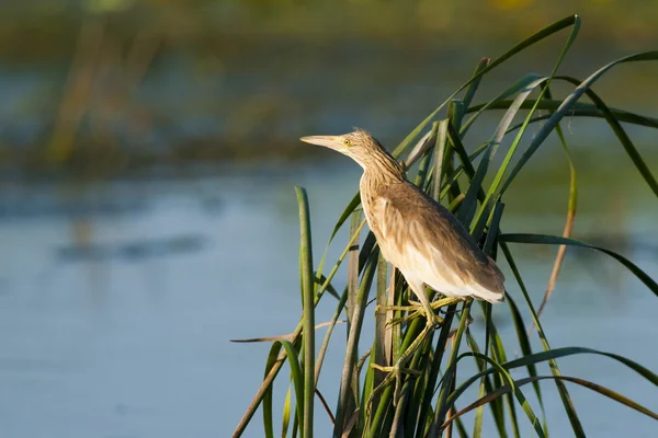 Squacco heron på reed — Stockfoto