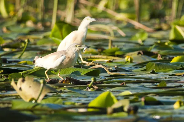 Volavka vlasatá s rybami — Stock fotografie