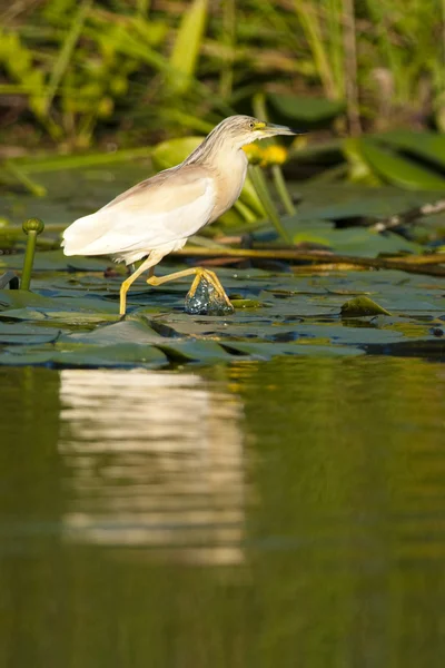 Airone di Squacco su Foglie di Ninfee — Foto Stock