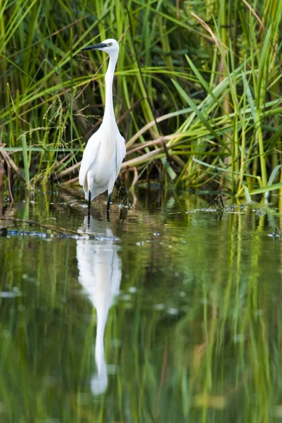 Pequeno egret. — Fotografia de Stock