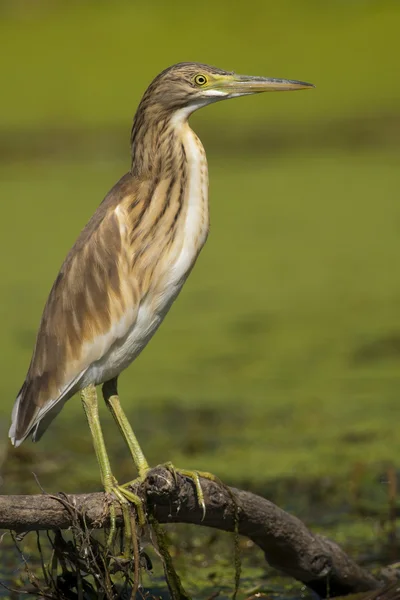 Squacco Heron — Stock Photo, Image