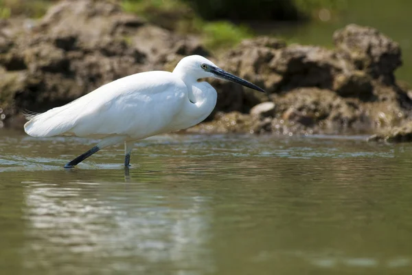 Pequeno Egret na água — Fotografia de Stock