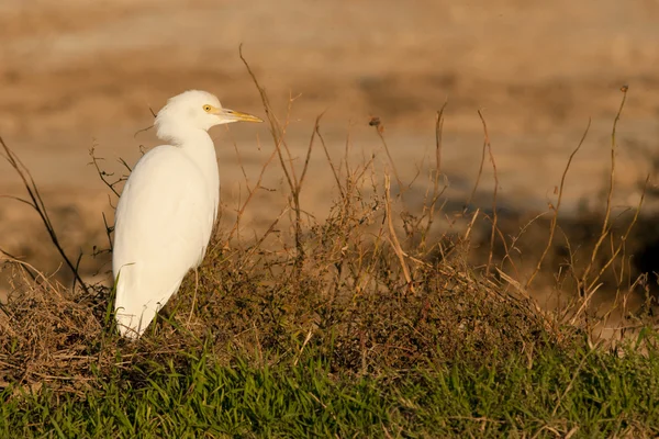 Aigrette des bovins — Photo