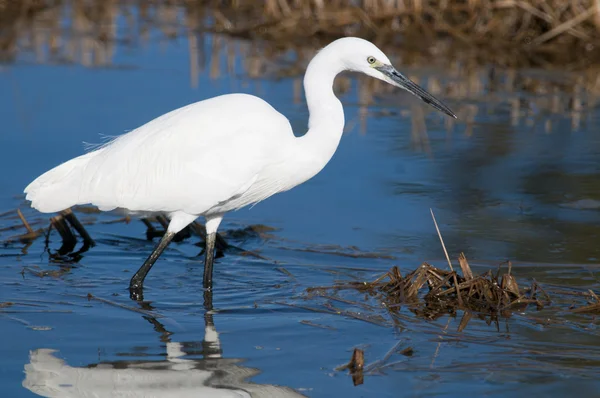 Little Egret en el agua — Foto de Stock
