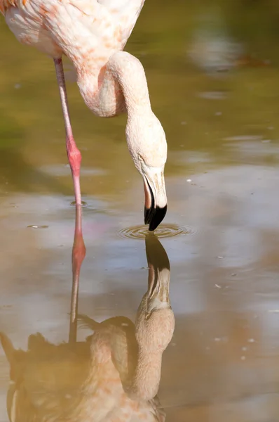Flamingo Retrato comendo — Fotografia de Stock