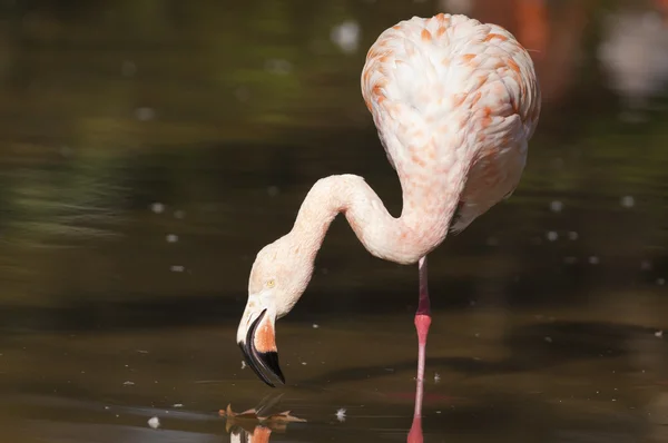 Flamingo procurando comida — Fotografia de Stock