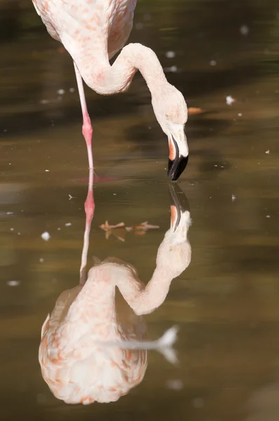 Flamingo procurando comida — Fotografia de Stock